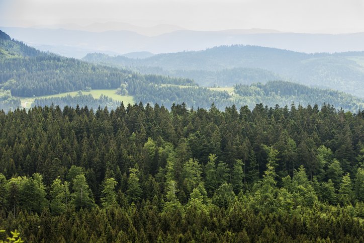 Wald und Nachhaltigkeit